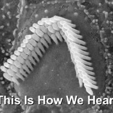 hearing cell hairs